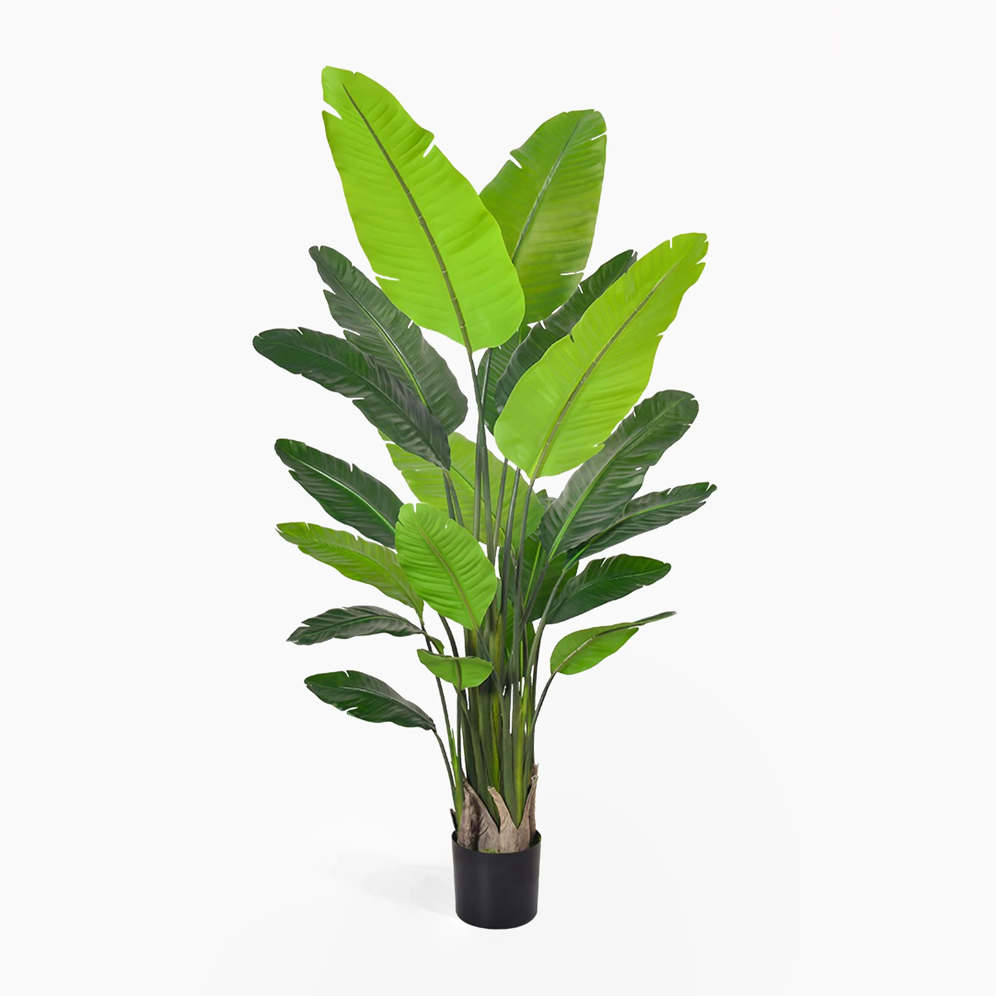 New plants